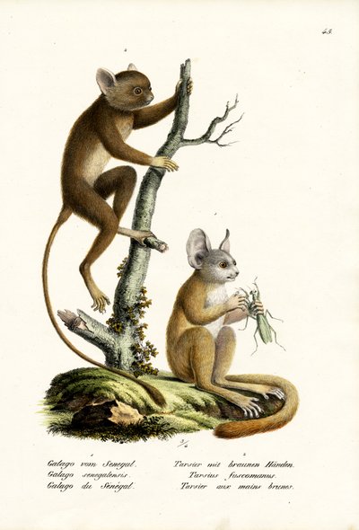 Senegal Bushbaby by Karl Joseph Brodtmann